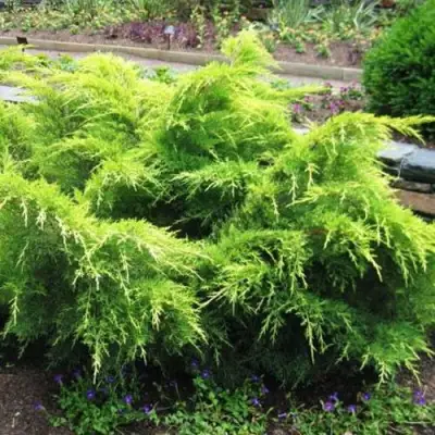 Можжевельник ГОЛД КОСТ средний в Сморгони