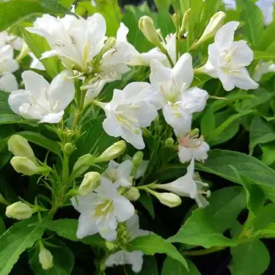 Вейгела БРИСТОЛЬСКАЯ СНЕЖИНКА в Сморгони