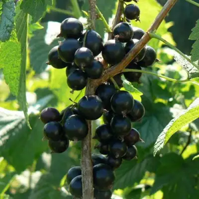 Смородина черная ВОЛОГДА в Сморгони