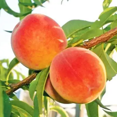 Персик ОНТАРИО в Сморгони