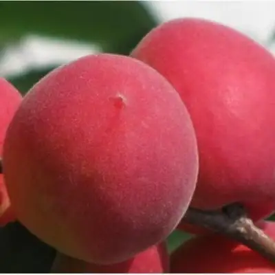 Абрикос РУБИН в Сморгони