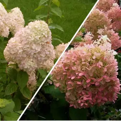 Комплект НЕЖНЫЕ ЧУВСТВА в Сморгони