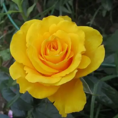 Роза КЕРИО чайно-гибридная в Сморгони