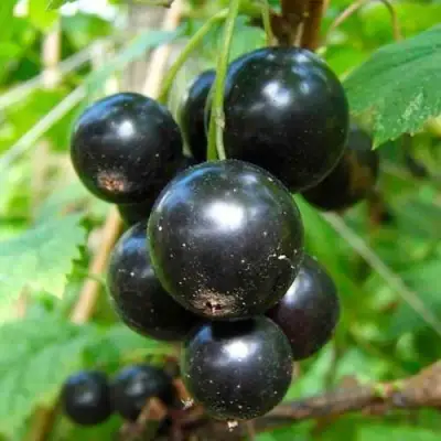 Смородина чёрная ЛЕНТЯЙ в Сморгони