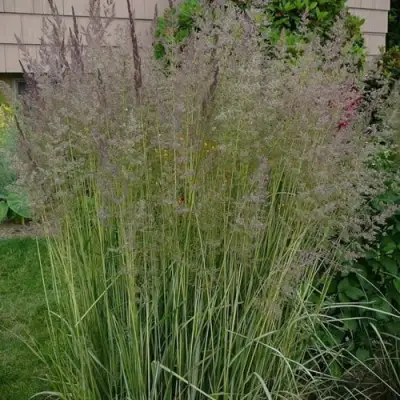 Вейник АВАЛАНШ остроцветковый в Сморгони