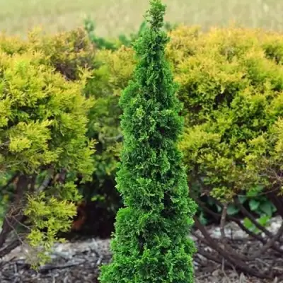 Туя СПИРАЛИС МИНИ западная в Сморгони