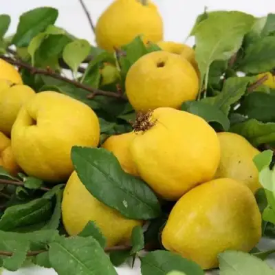 Айва ЯПОНСКАЯ в Сморгони