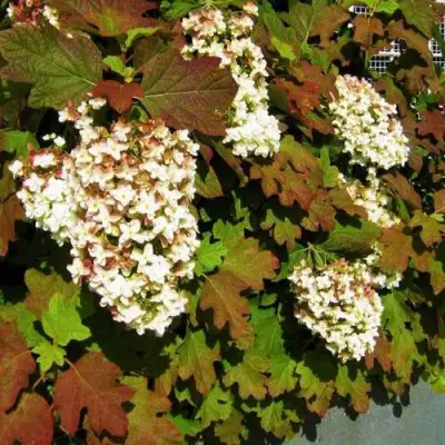 Гортензия БЛЭК ПОРШ дуболистная в Сморгони