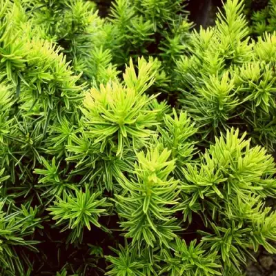 Тис ДАВИД ягодный в Сморгони