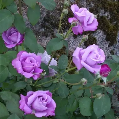 Роза СИЛЬВЕР СТАР чайно-гибридная в Сморгони