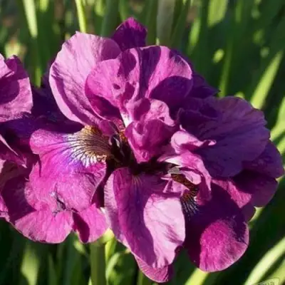 Ирис БАНДЛ ОВ ДЖОЙ сибирский в Сморгони