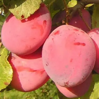 Слива ФАВОРИТЕ ДЕ СУЛТАНО в Сморгони