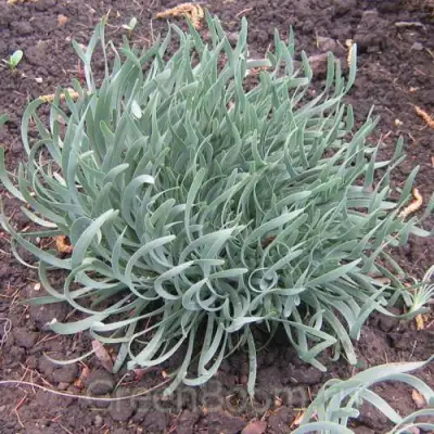 Лук СПИРАЛИС горный в Сморгони