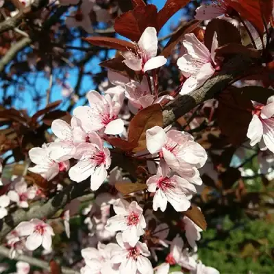 Слива ВУДИ растопыренная в Сморгони