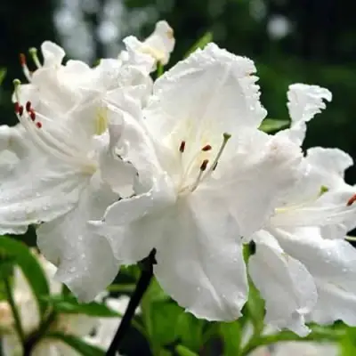 Азалия ОКСИДОЛ листопадная в Сморгони