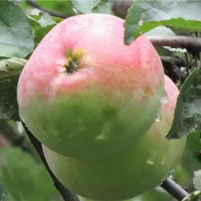 Яблоня МОСКОВСКОЕ ЗИМНЕЕ в Сморгони