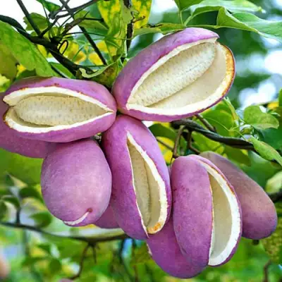 Акебия ПЯТЁРНАЯ  в Сморгони