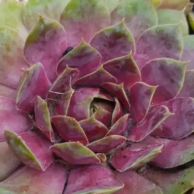 Молодило УФО в Сморгони