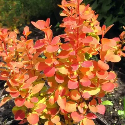 Барбарис ОРАНЖ ФАЙЕР тунберга в Сморгони