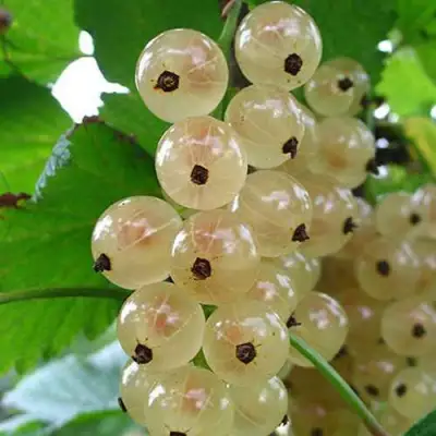 Смородина белая ЮТЕРБОРГСКАЯ в Сморгони