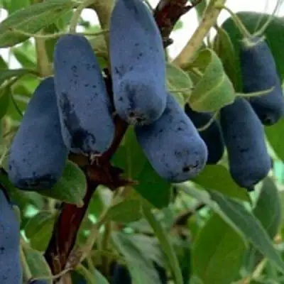 Жимолость съедобная ВОЛХОВА в Сморгони