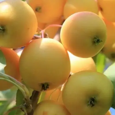 Яблоня УРАЛЬСКОЕ НАЛИВНОЕ в Сморгони