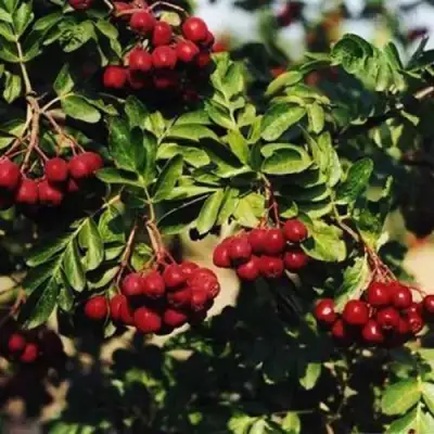 Рябина РУБИНОВАЯ сладкоплодная в Сморгони