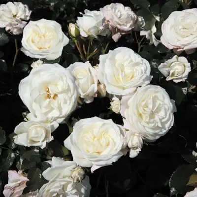 Роза АЛАБАСТЕР флорибунда в Сморгони