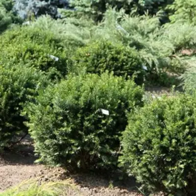 Тис НАНА остроконечный  в Сморгони