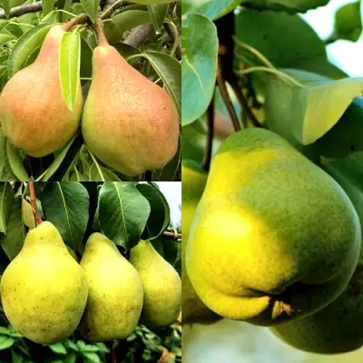 Комплект НАСТОЯЩИЙ ВОСТОРГ в Сморгони