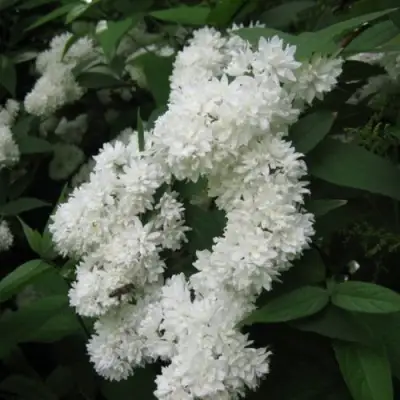 Дейция КАНДИДИССИМА шершавая в Сморгони