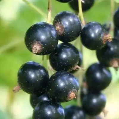 Смородина черная СТРЕЛЕЦ в Сморгони