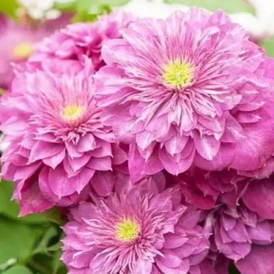 Клематис КАЙЗЕР в Сморгони