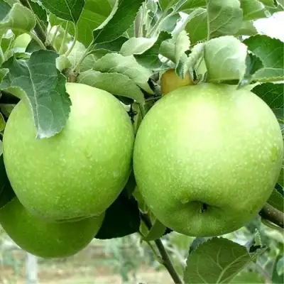 Яблоня РЕНЕТ СИМИРЕНКО в Сморгони