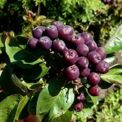 Рябина ЛИКЁРНАЯ сладкоплодная в Сморгони