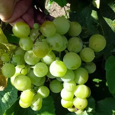 Виноград БАРС в Сморгони
