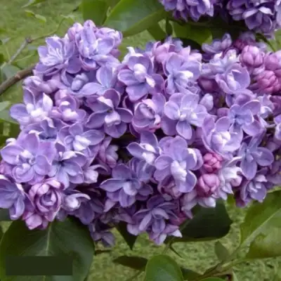 Сирень АМИ ШОТТ в Сморгони