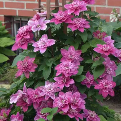 Клематис МАЙ ДАРЛИНГ  в Сморгони