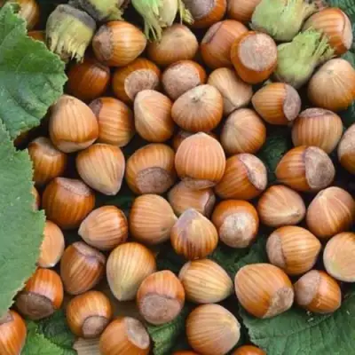 Фундук ТОНДА РОМАНА в Сморгони