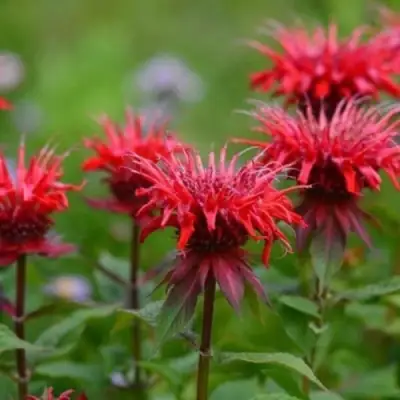 Монарда ПАНОРАМА РЕД в Сморгони