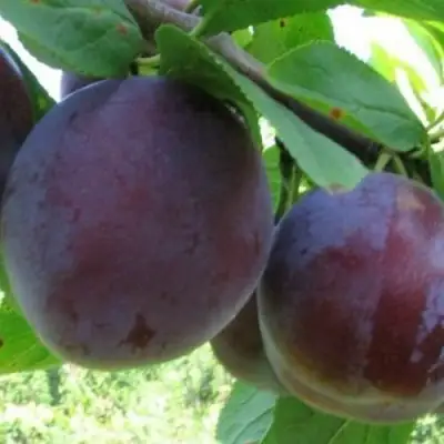 Слива СТАРТОВАЯ в Сморгони