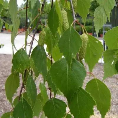 Береза ФАСЦИНЕЙШЕН белая  в Сморгони
