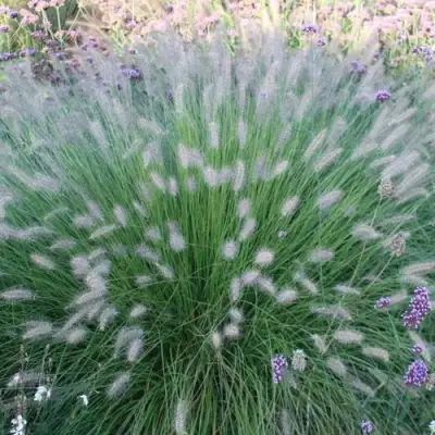 Пеннисетум ХАМЕЛН в Сморгони