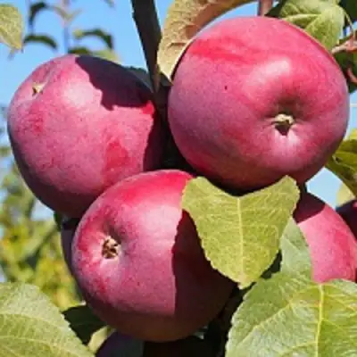 Яблоня ЗОРКА в Сморгони