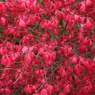 Бересклет КОМПАКТУС  в Сморгони