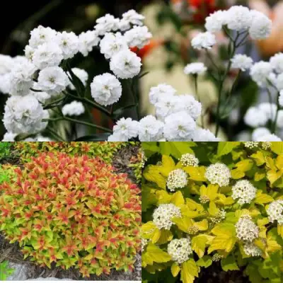 Комплект СОЛНЕЧНЫЙ МИКС в Сморгони