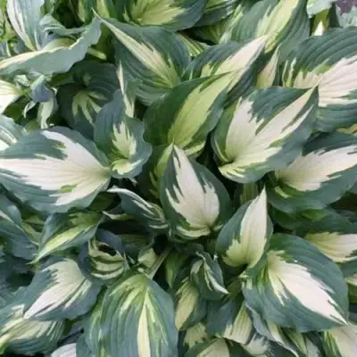 Хоста КРИСМАС КЭНДИ гибридная в Сморгони