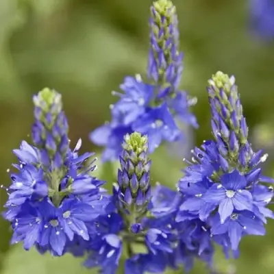 Вероника австрийская в Сморгони