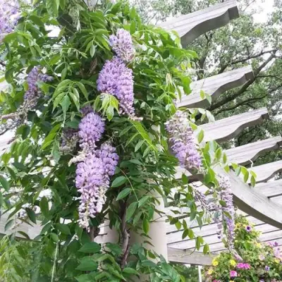 Глициния макростахия БЛЮ МУН в Сморгони