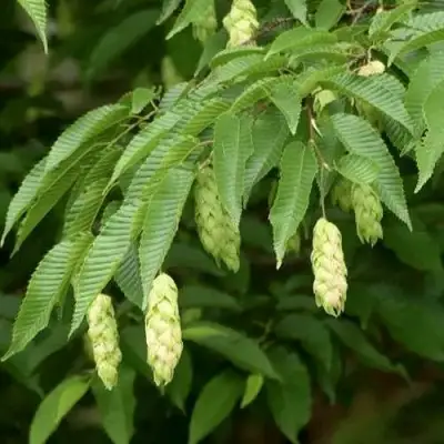 Граб японский в Сморгони